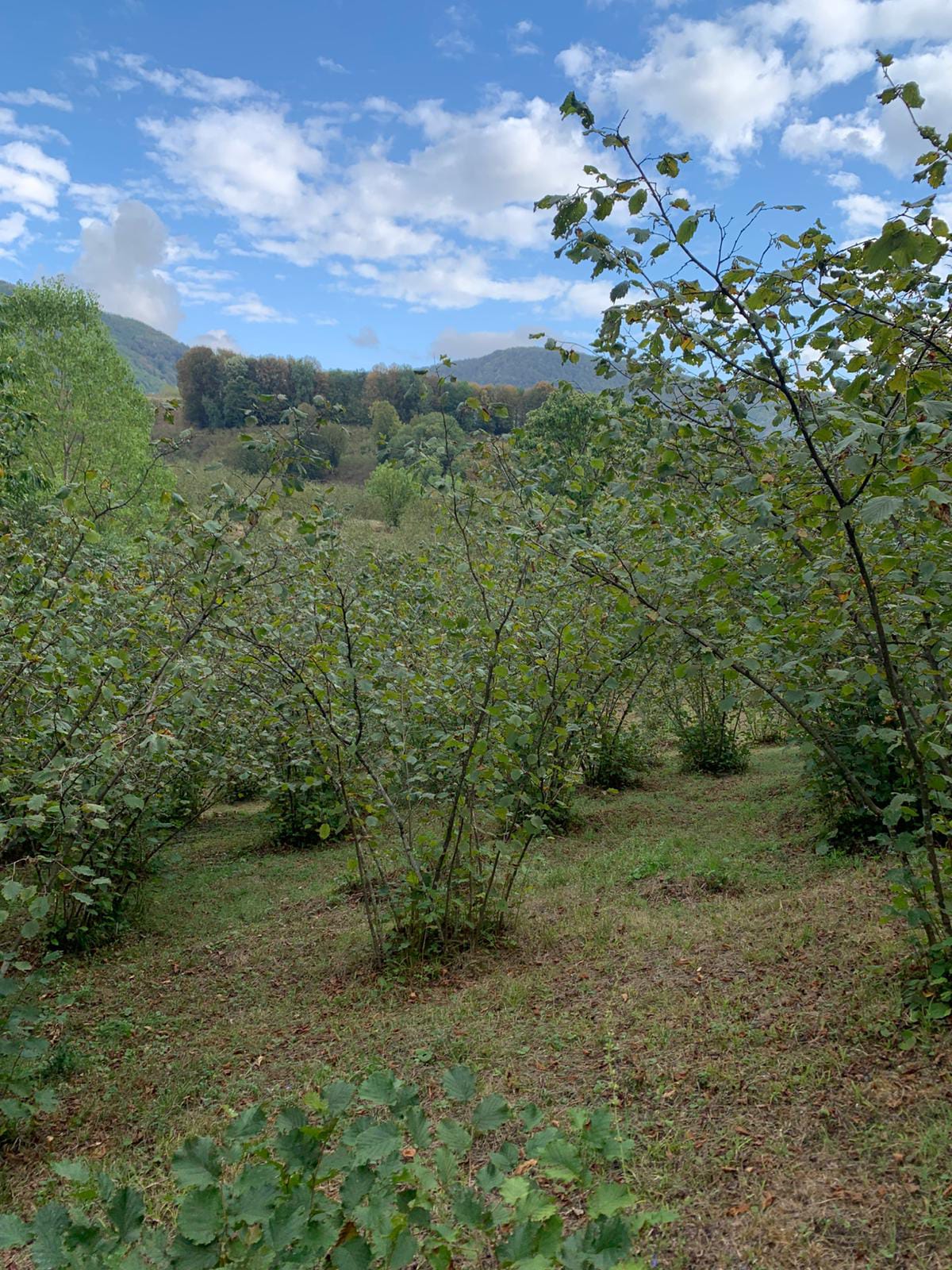 KAÇIRILMAYACAK FINDIKLIK