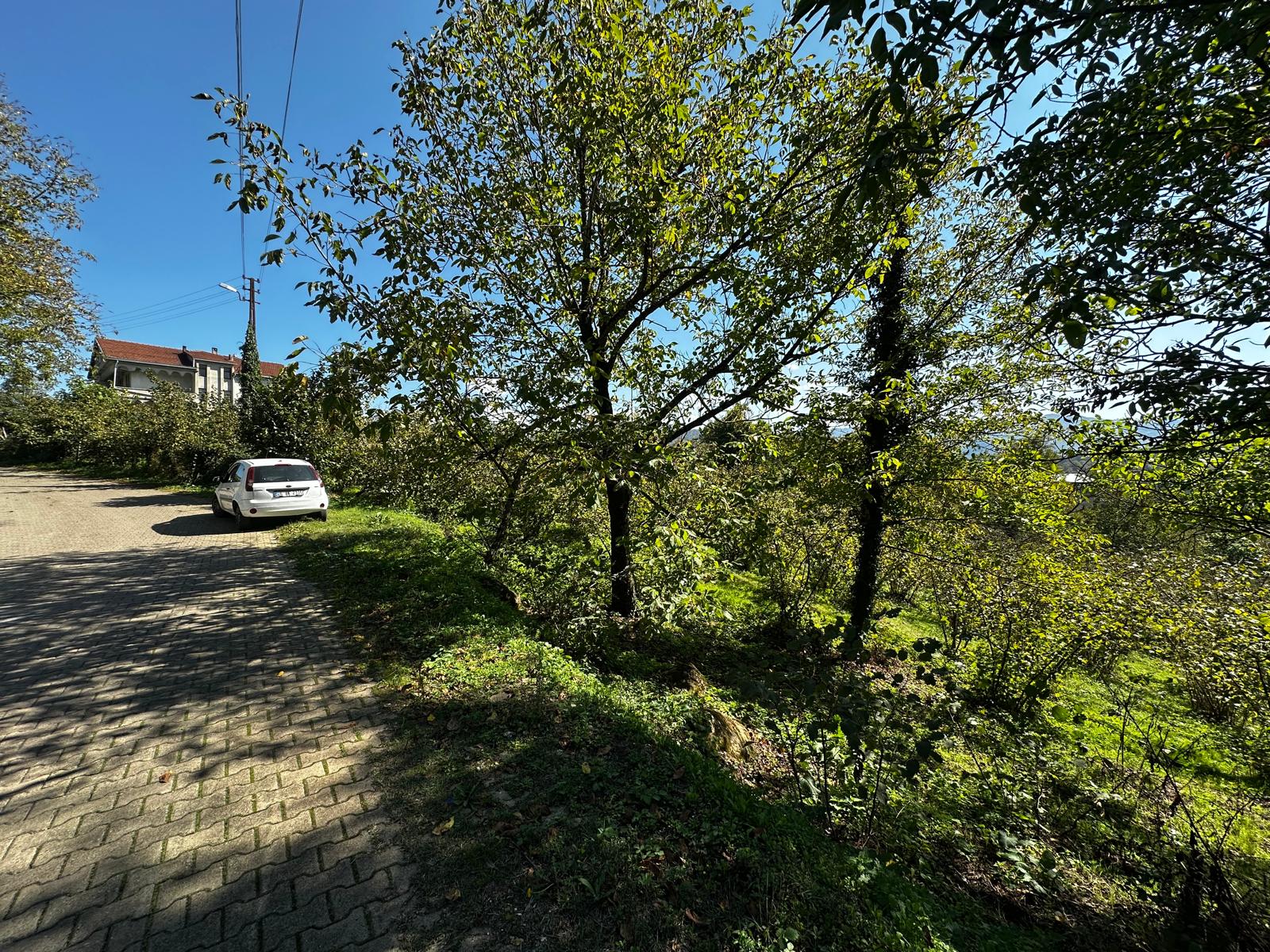 ormanlı sarıkaya mahallesınde kacırılmıyacak fındıklık