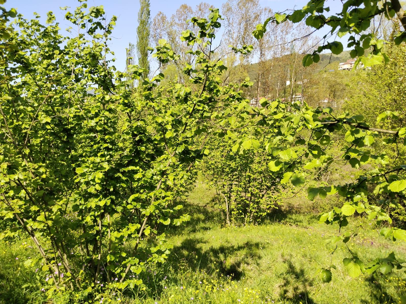 ORTACI DA YATIRIMLIK FINDIK BAHÇESİ